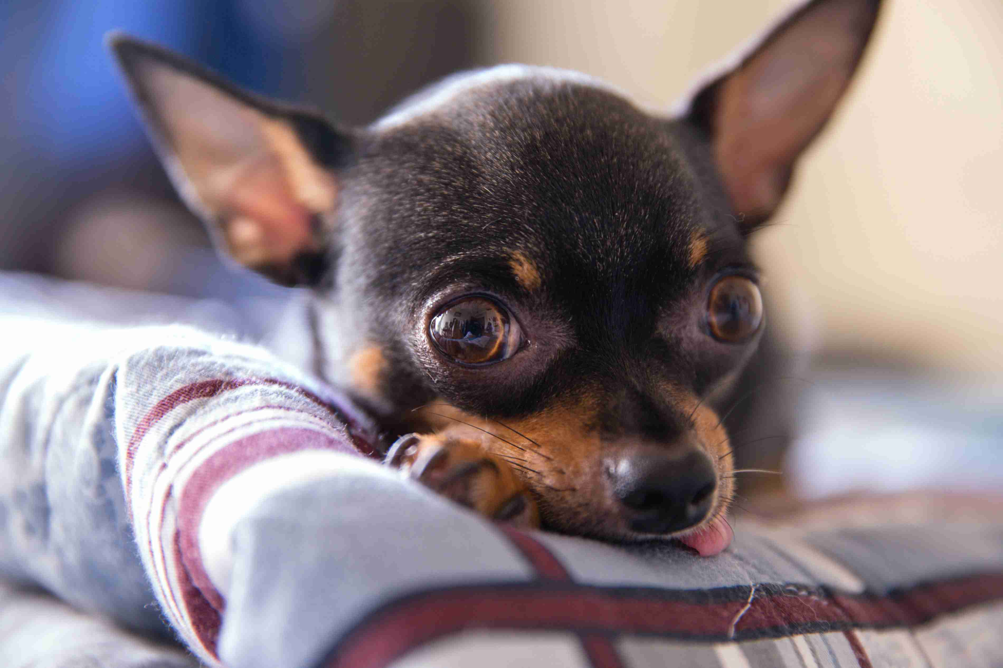 How can you teach a Chihuahua to appropriately express their emotions without resorting to anger?